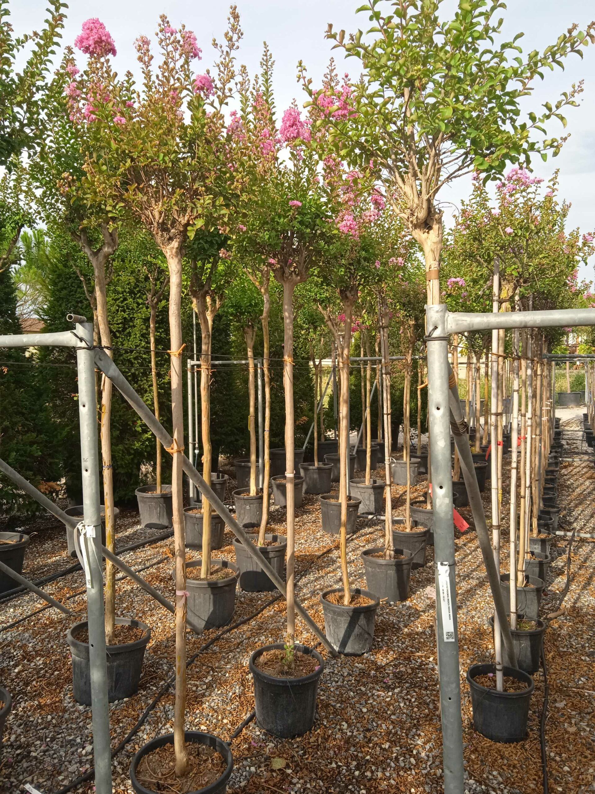 1662015634 scaled 3329024d