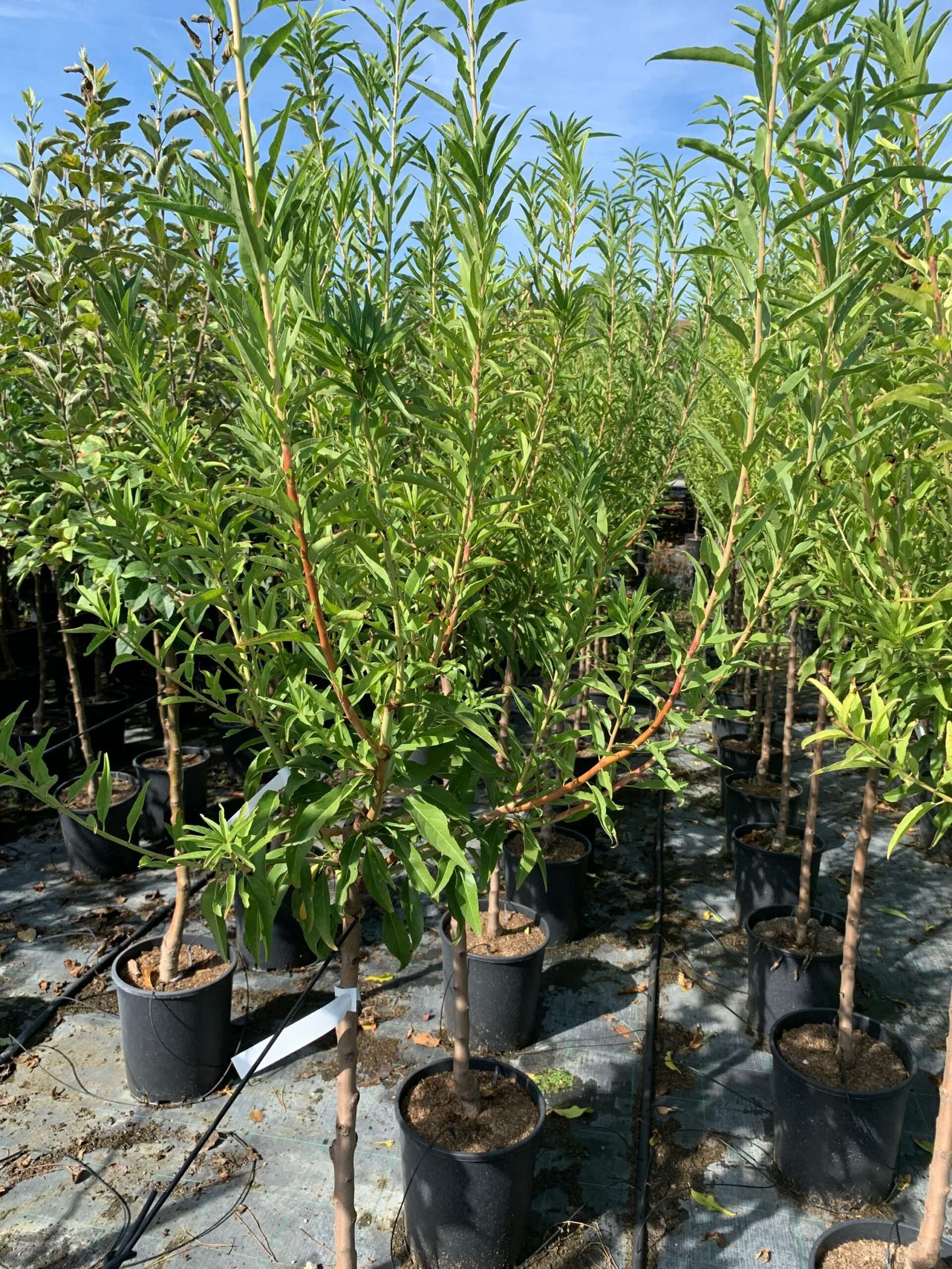 1662366855 scaled 3300079e