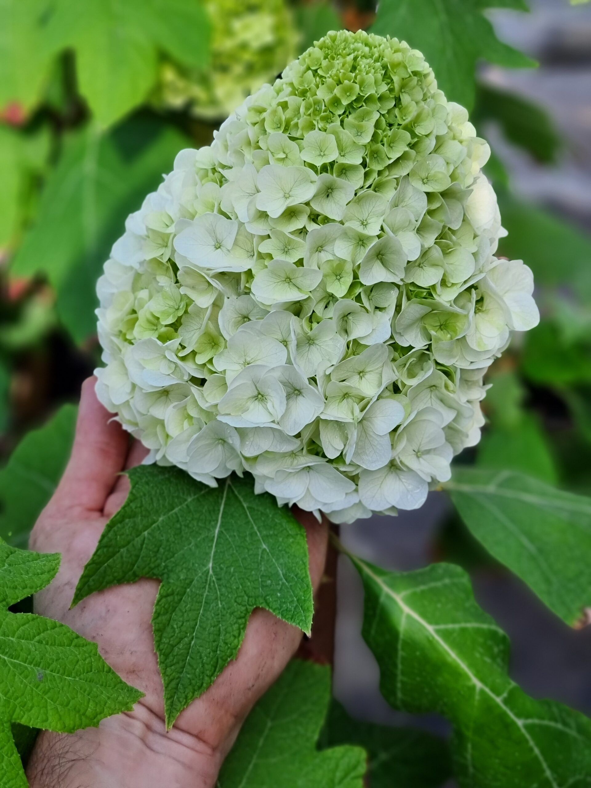 Hydrangea quercifolia TARA 4 scaled 334ffe25