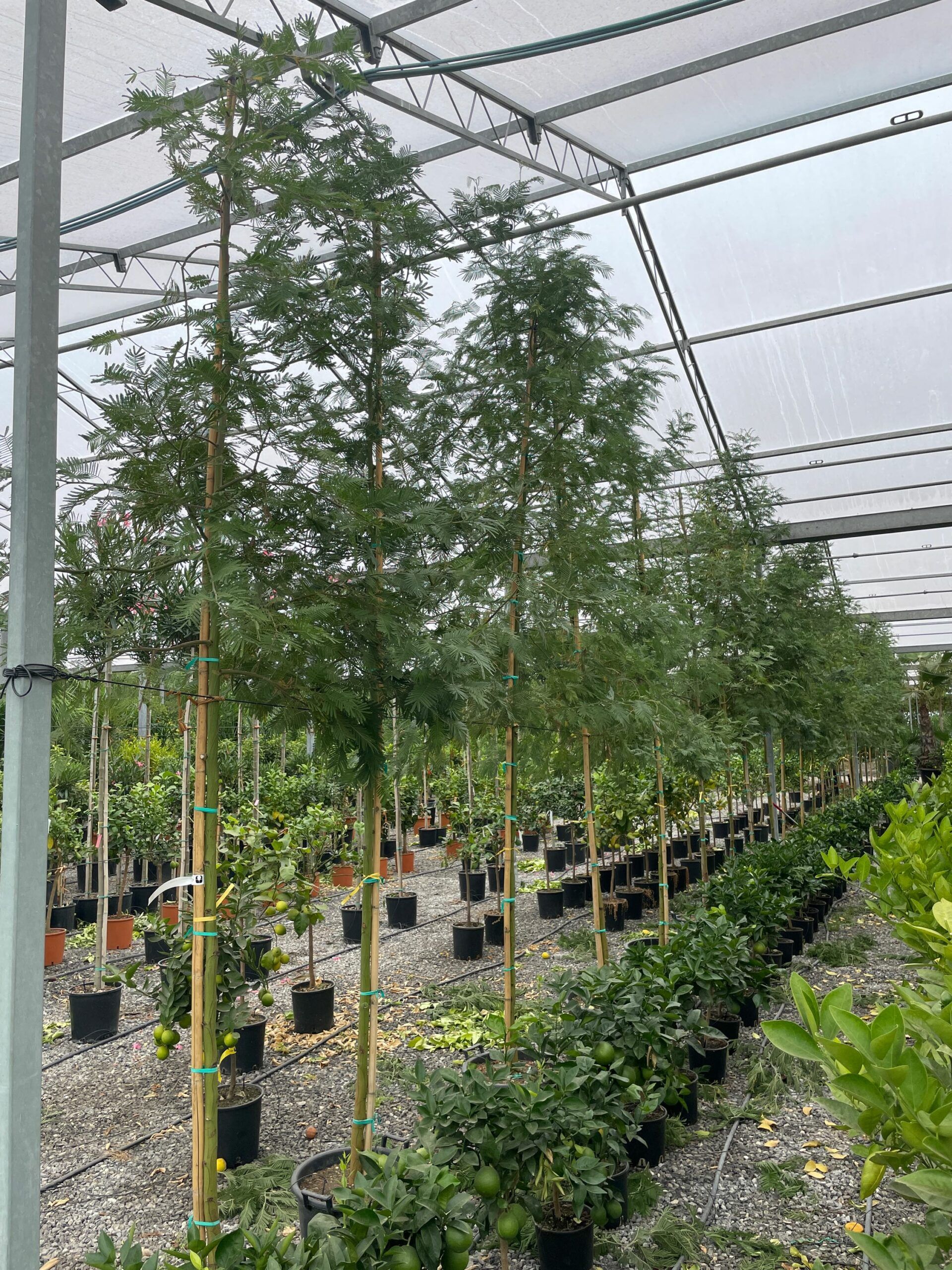 1636110766 scaled 34994aee