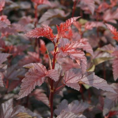 PHYSOCARPUS opulifolios 'Lady in Red'