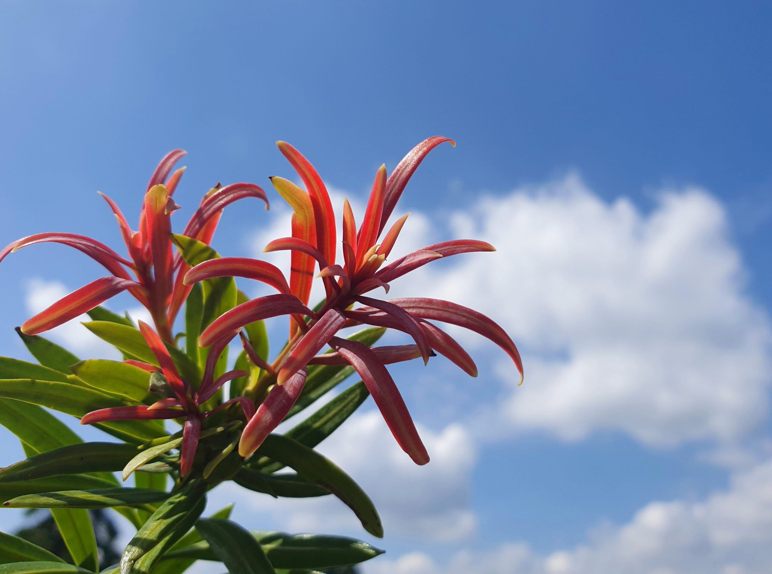 Podocarpus Mood Ring 10 scaled 34cec8b2