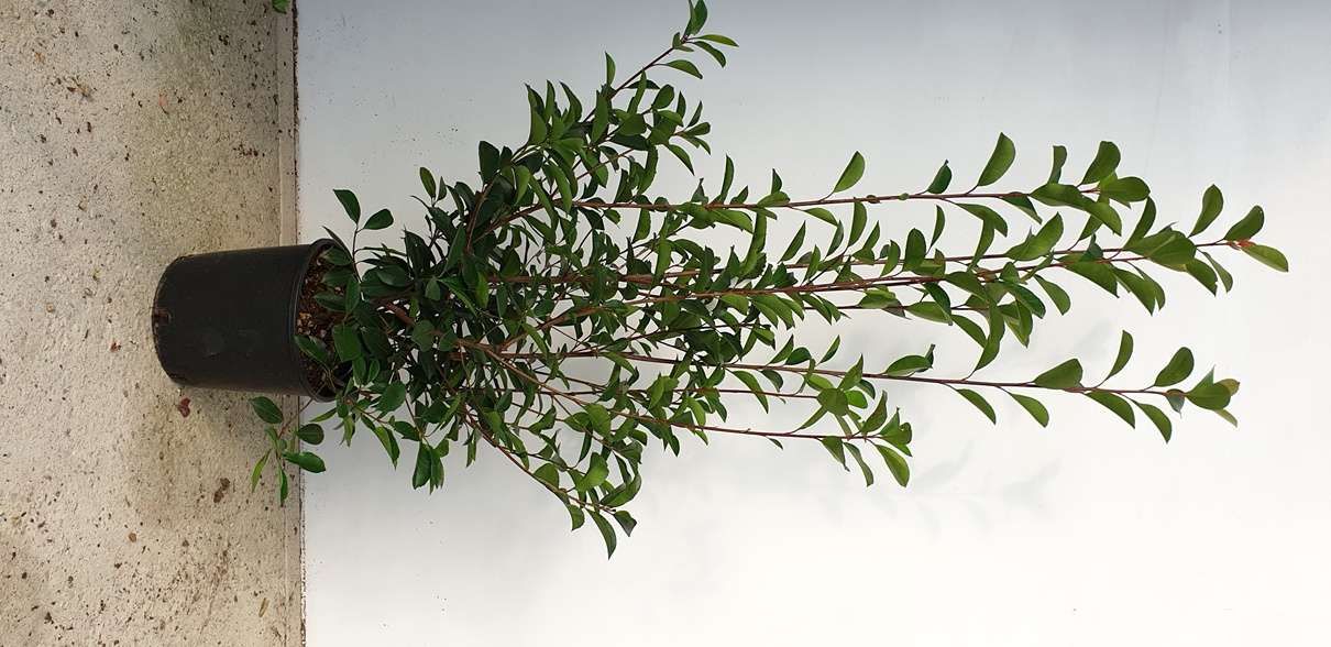 1610730075 Photinia Red Robin c10 100 125 35728271