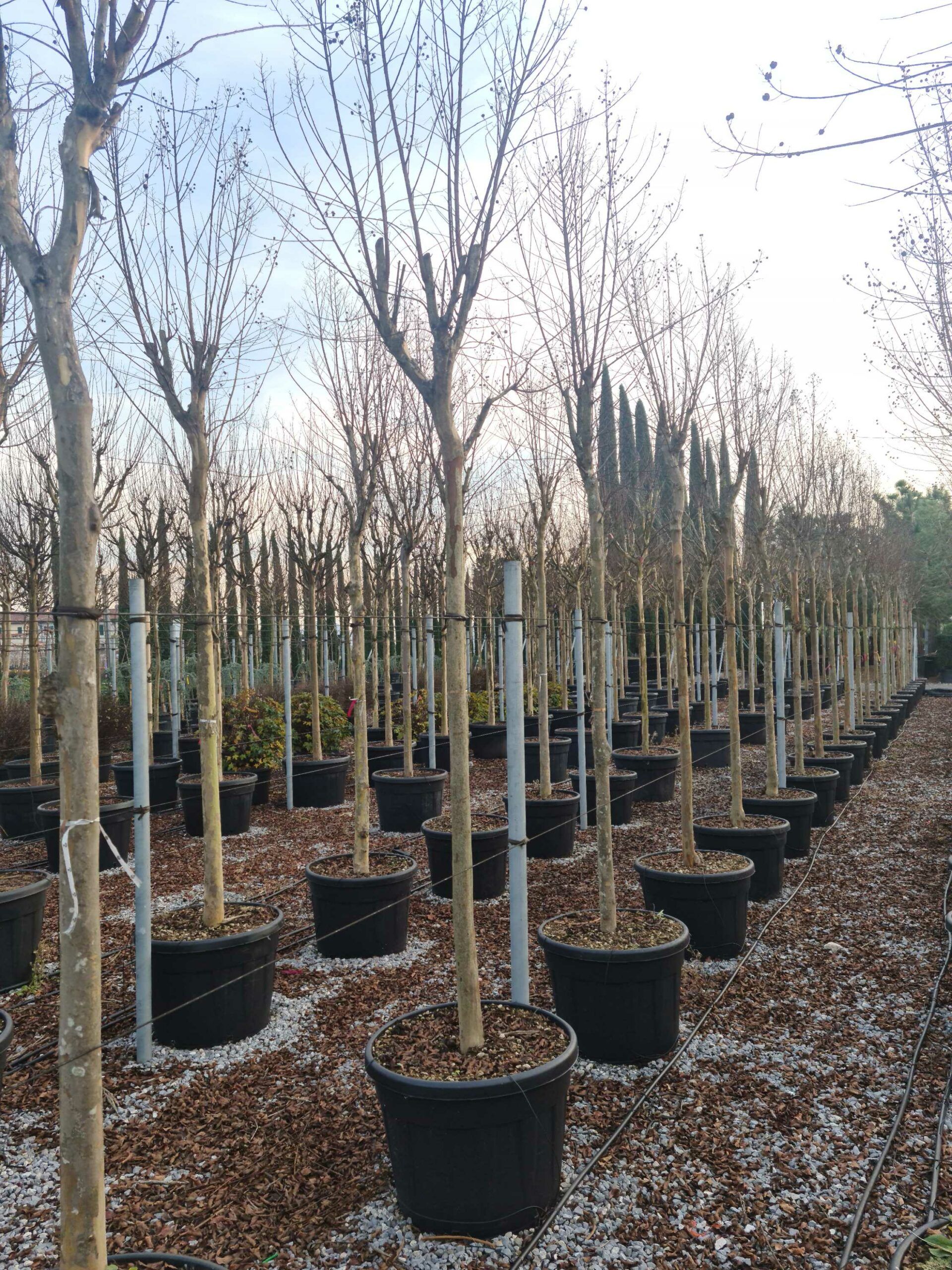 1639492945 scaled 35428246