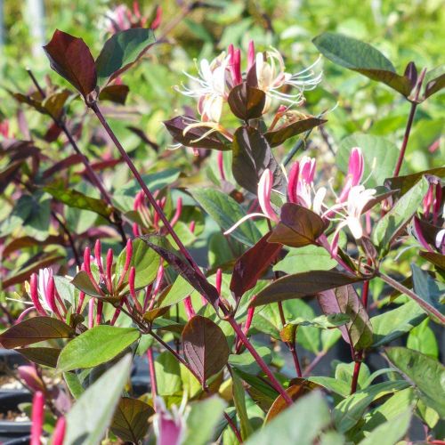 LONICERA japonica 'Chinensis'