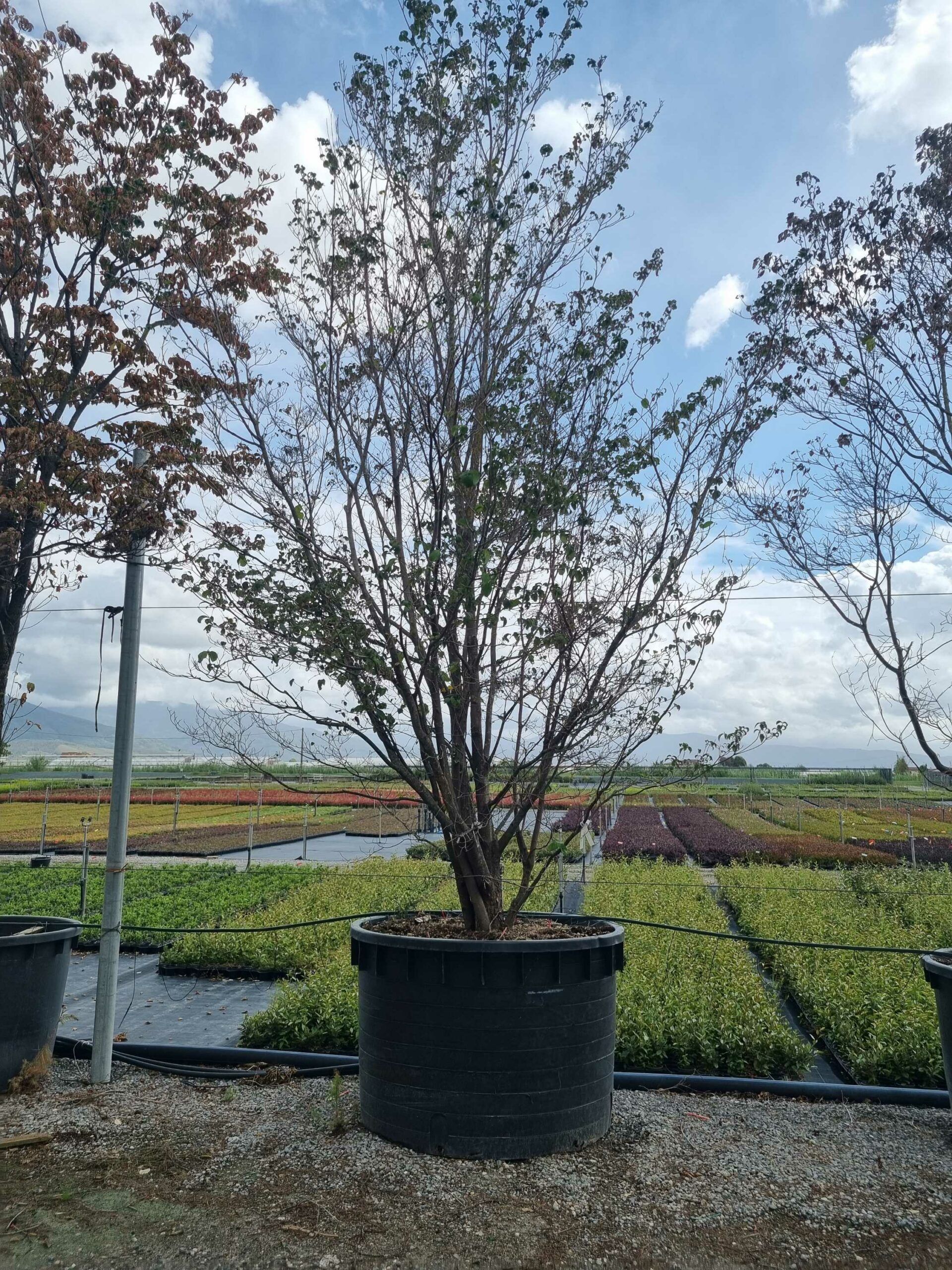 1664443105 scaled 3589521a