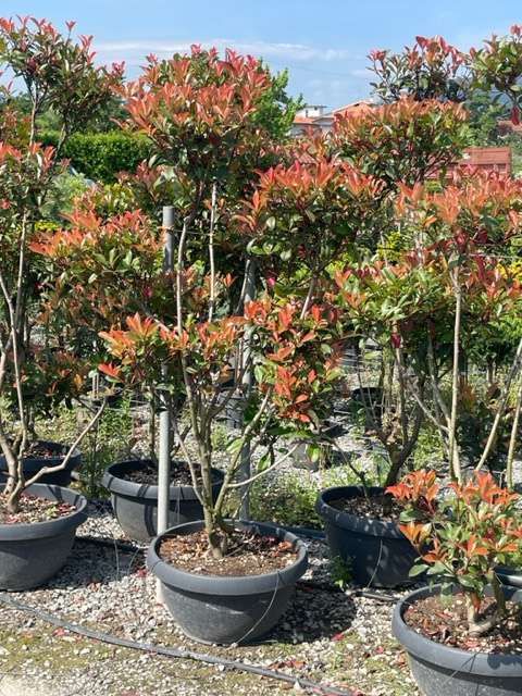 1685622885 Photinia carre rouge coupe 50 160 180 3511ef50