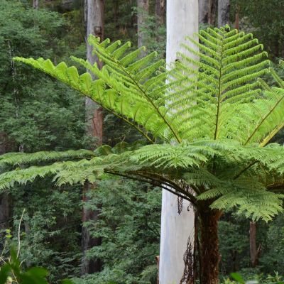 CYATHEA cooperii
