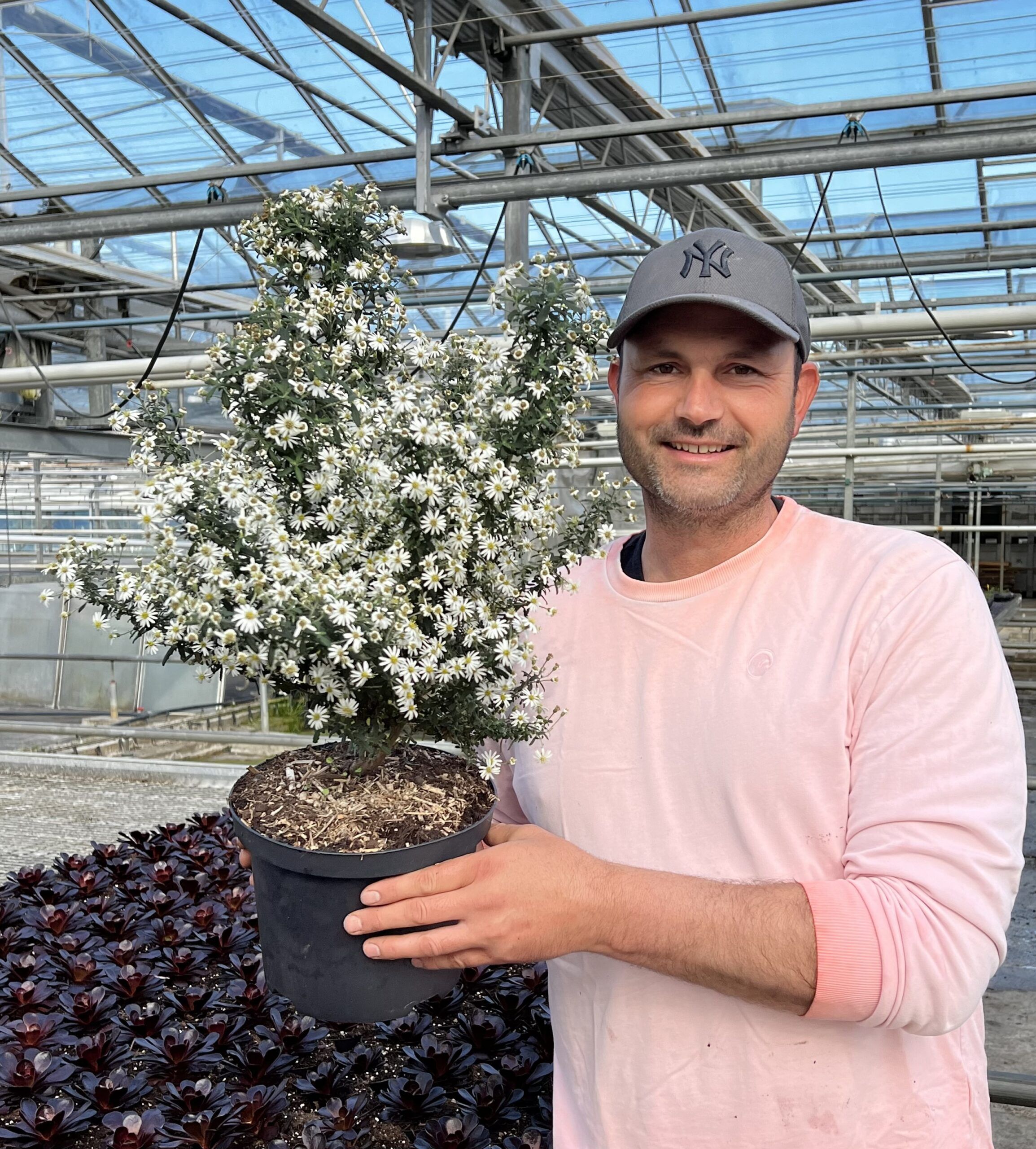 Olearia Spring Bling 3 scaled 35733baf