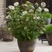 Viburnum Rock n Rolla 20 scaled 3590c76a