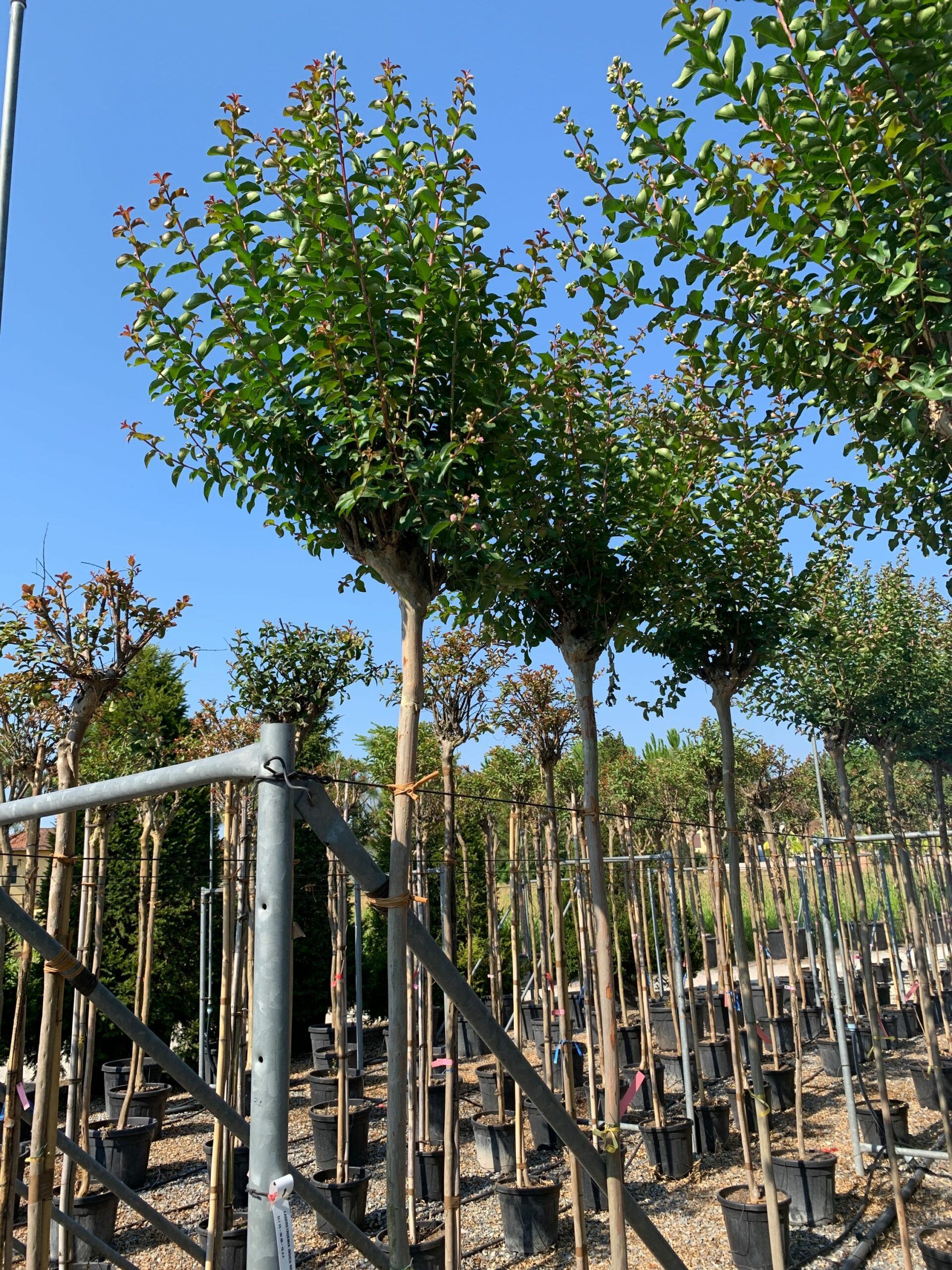 1658130263 scaled 36bfebe3