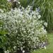 Philadelphus Petite Perfume White 18 1 scaled 3653201a