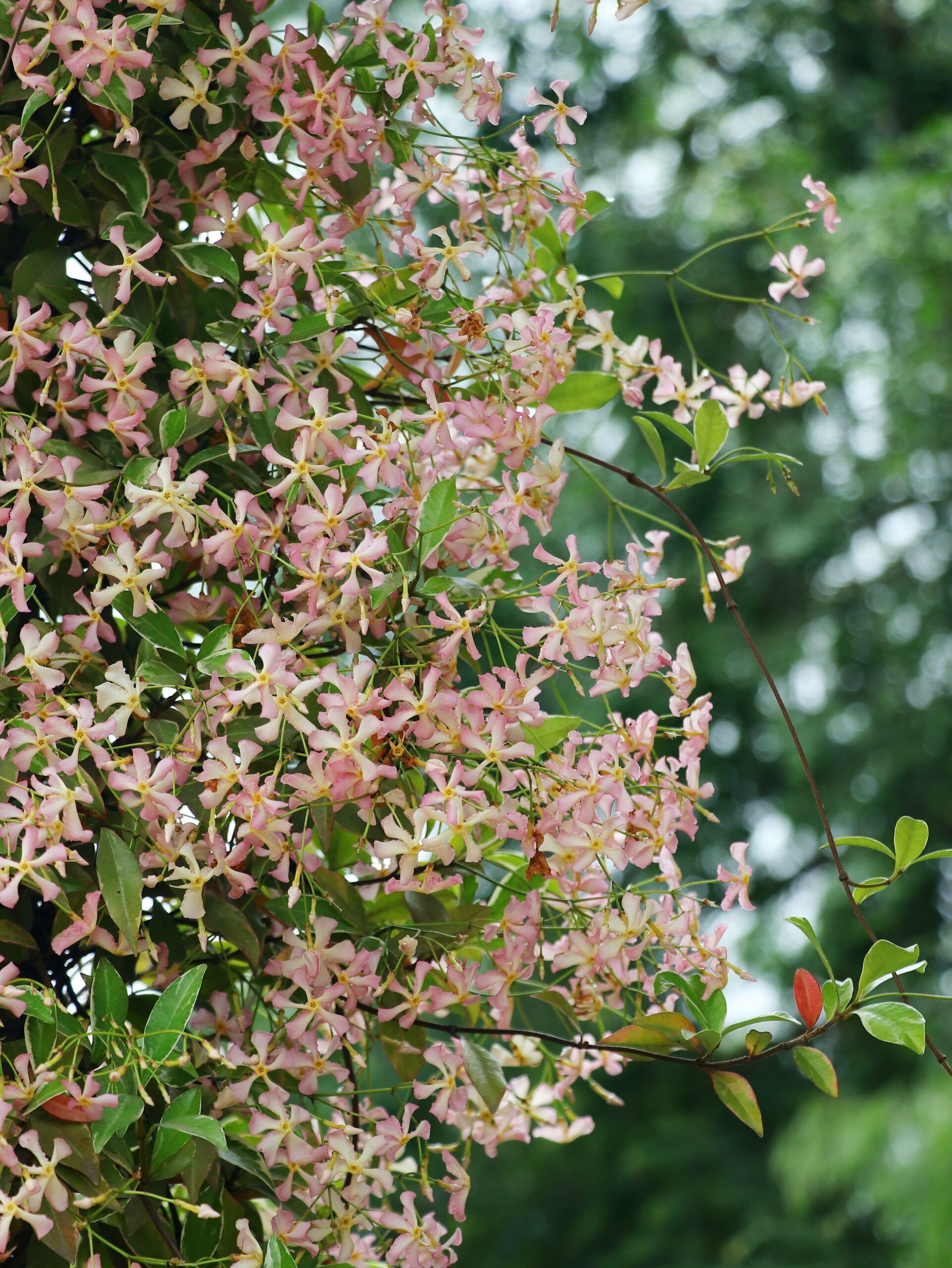 RHYNCOSPERMUM jasminoides 'Star of Milano' ®