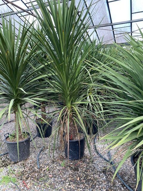 1608654504 rotated 37a52395