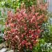 phflife Photinia Little Fenna Garden scaled 37d546f3