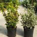 1624377610 Euonymus Aurea et Bravo clt 7 10 38264a01