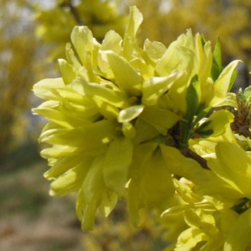 FORSYTHIA x intermedia 'Spring Glory'