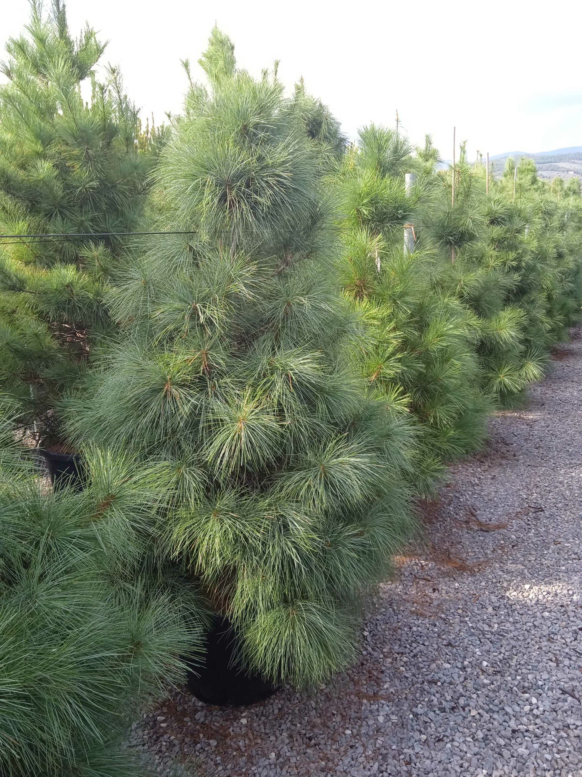 1662129047 scaled 3859d1ca