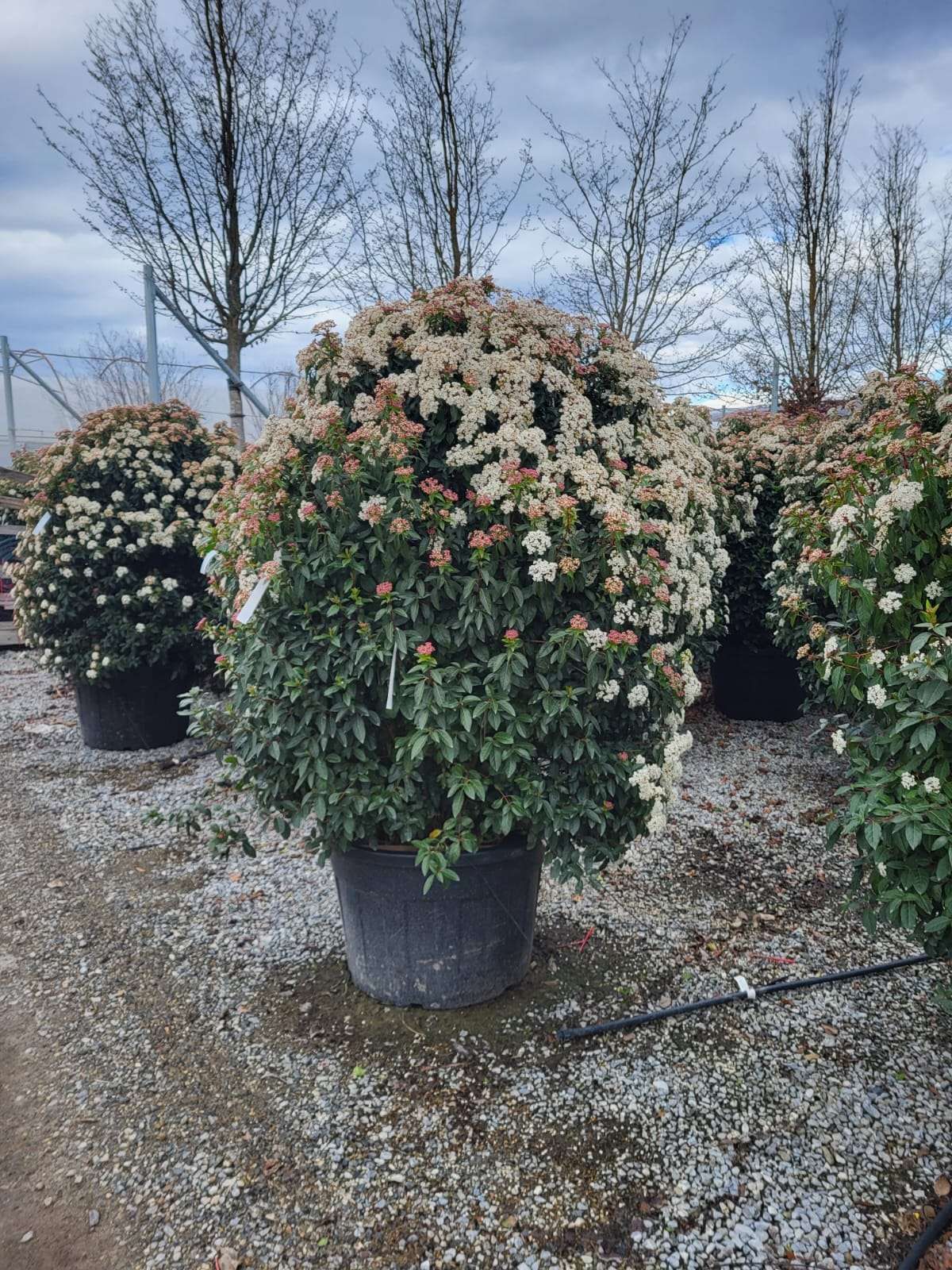 1678254768 VIBURNUM TINUS CLT130 125 150 38cb1e73