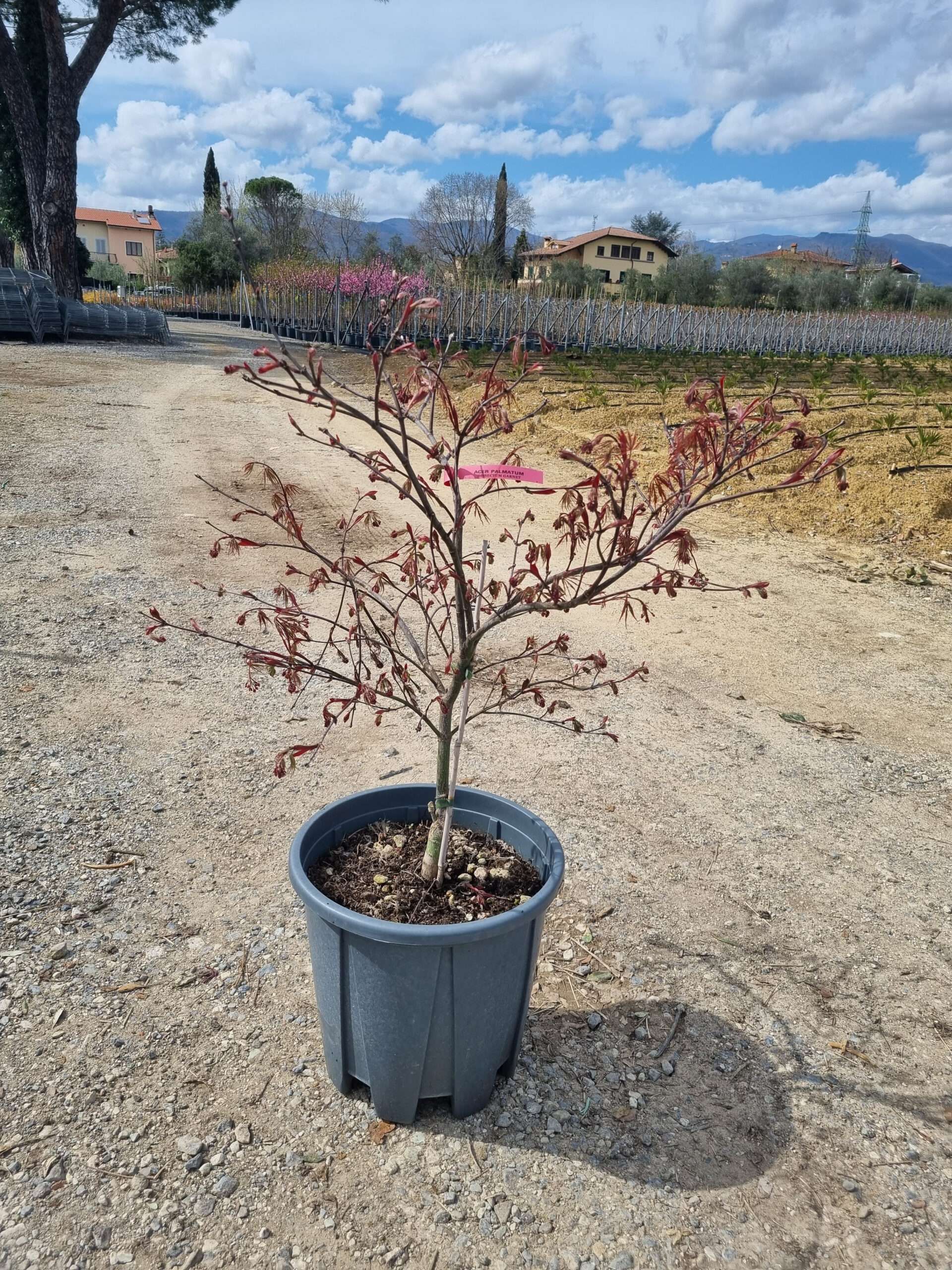 1680617439 acer palmatum dissectum inabashidare scaled 38d7758a