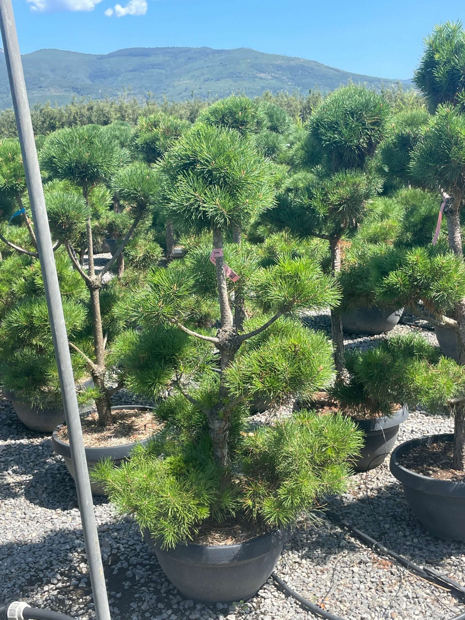 1691403171 scaled 383ab5e5