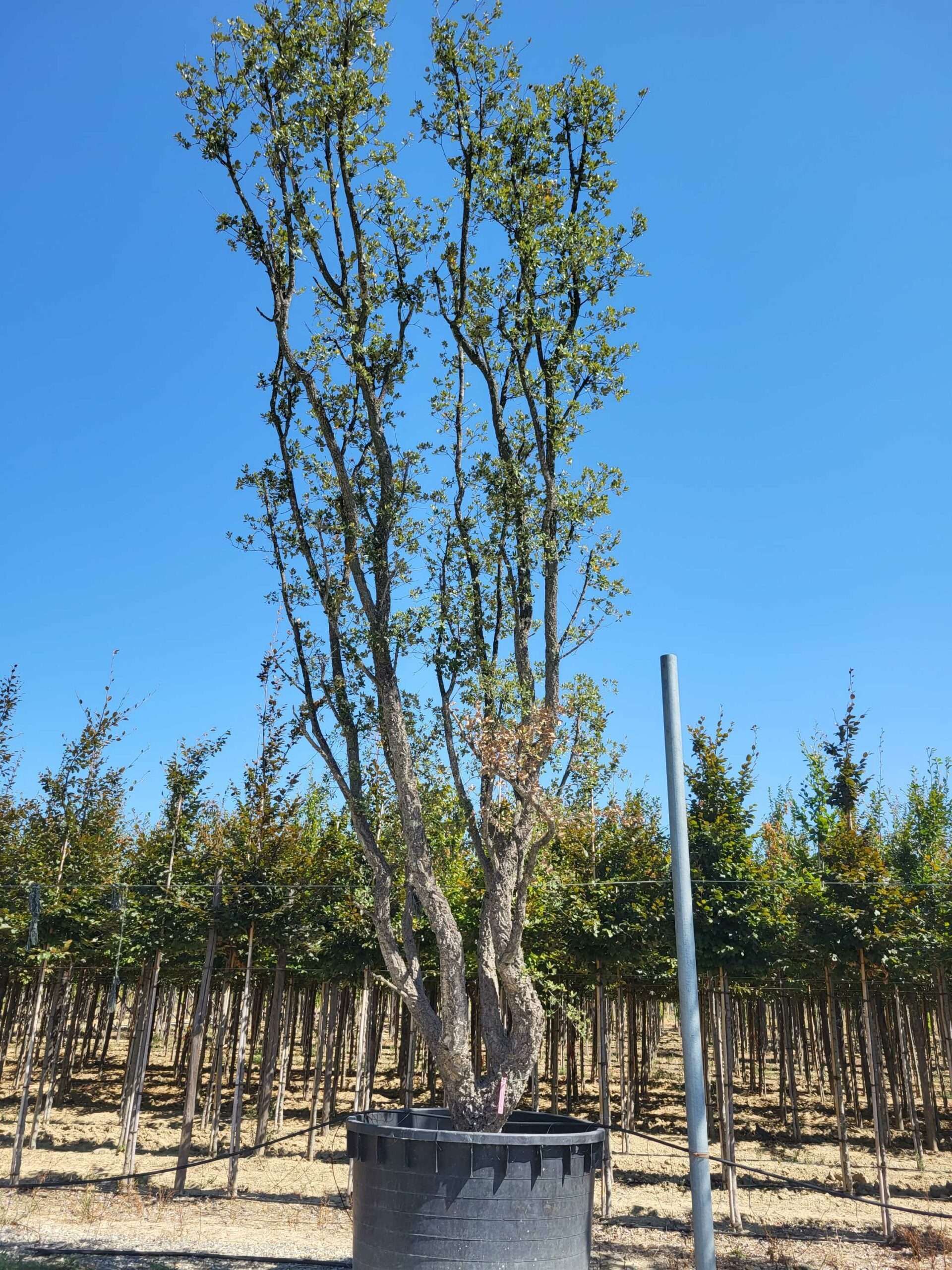 1692795352 1 scaled 38dc66ce