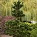 PINUS NIGRA OREGON GREEN extra big 9351 426 389907c5