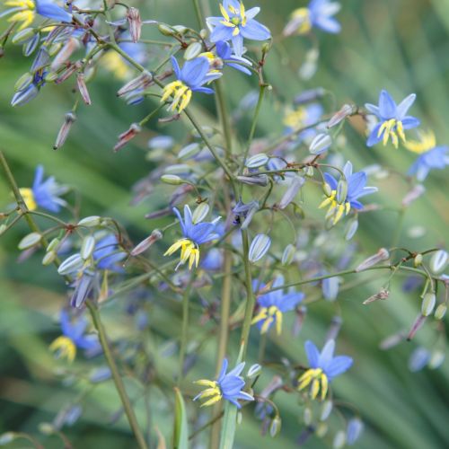 DIANELLA revoluta 'Coolvista' ®