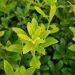 pittosporum x little hedge feuillage 2 38661cdd