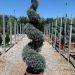 1614164259 Cupressus arizonica Fastigiata 39676105