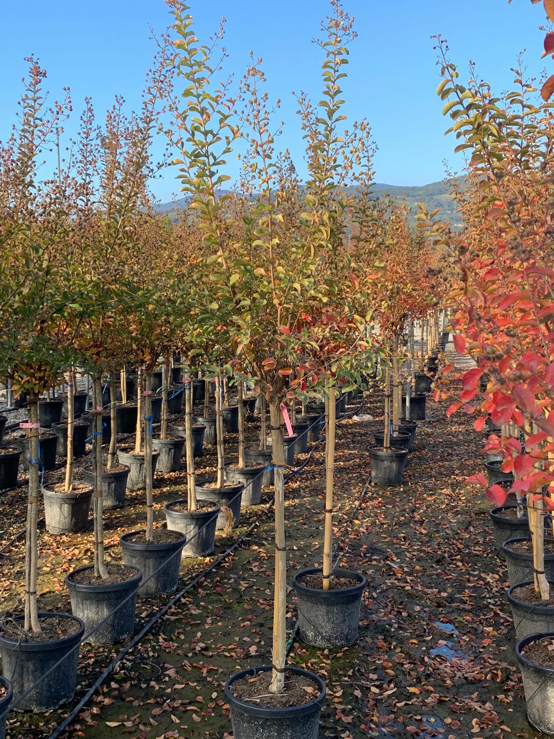 1635430097 scaled 3a67f46f