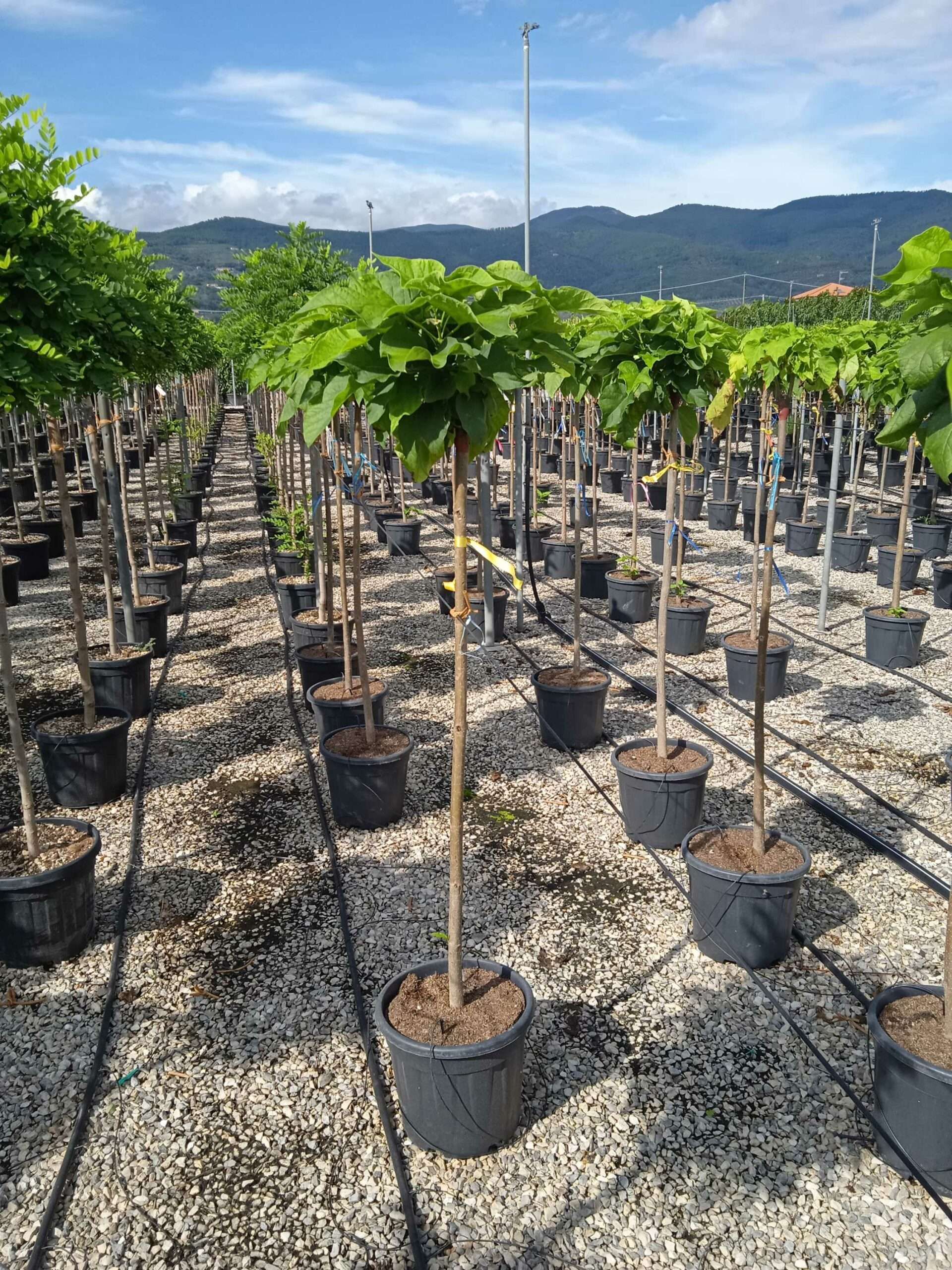 1662041048 scaled 3aa963a4