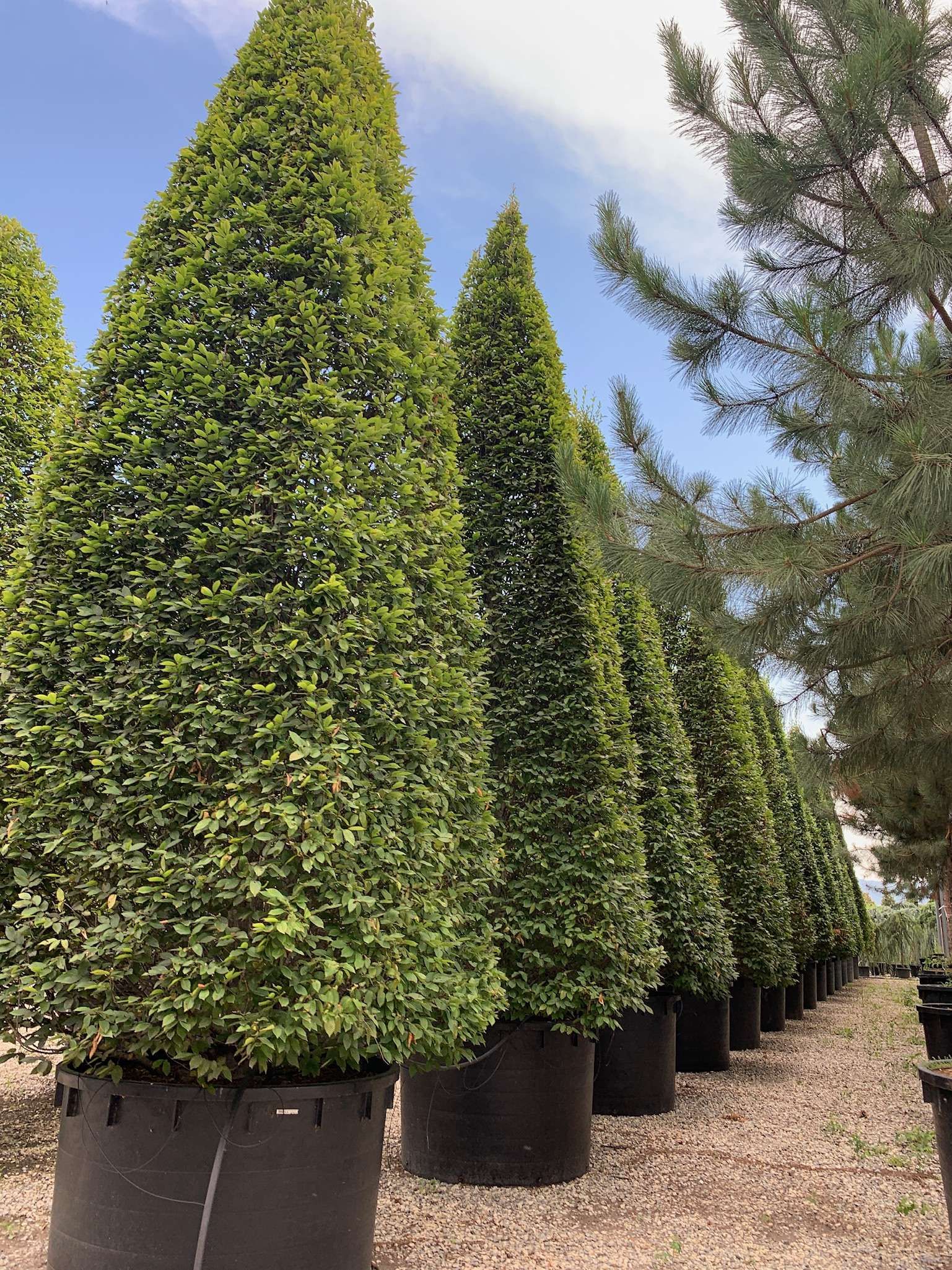 1610984051 27BAC122 3C0D 4F06 8511 BE18A3006D1A 3bc16466