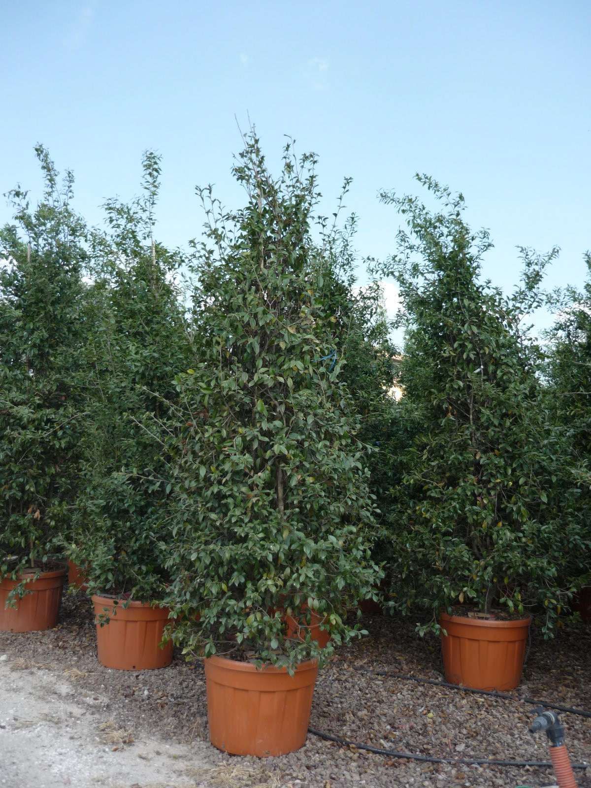 1612438932 camellia sasanqua 3b54f1b8