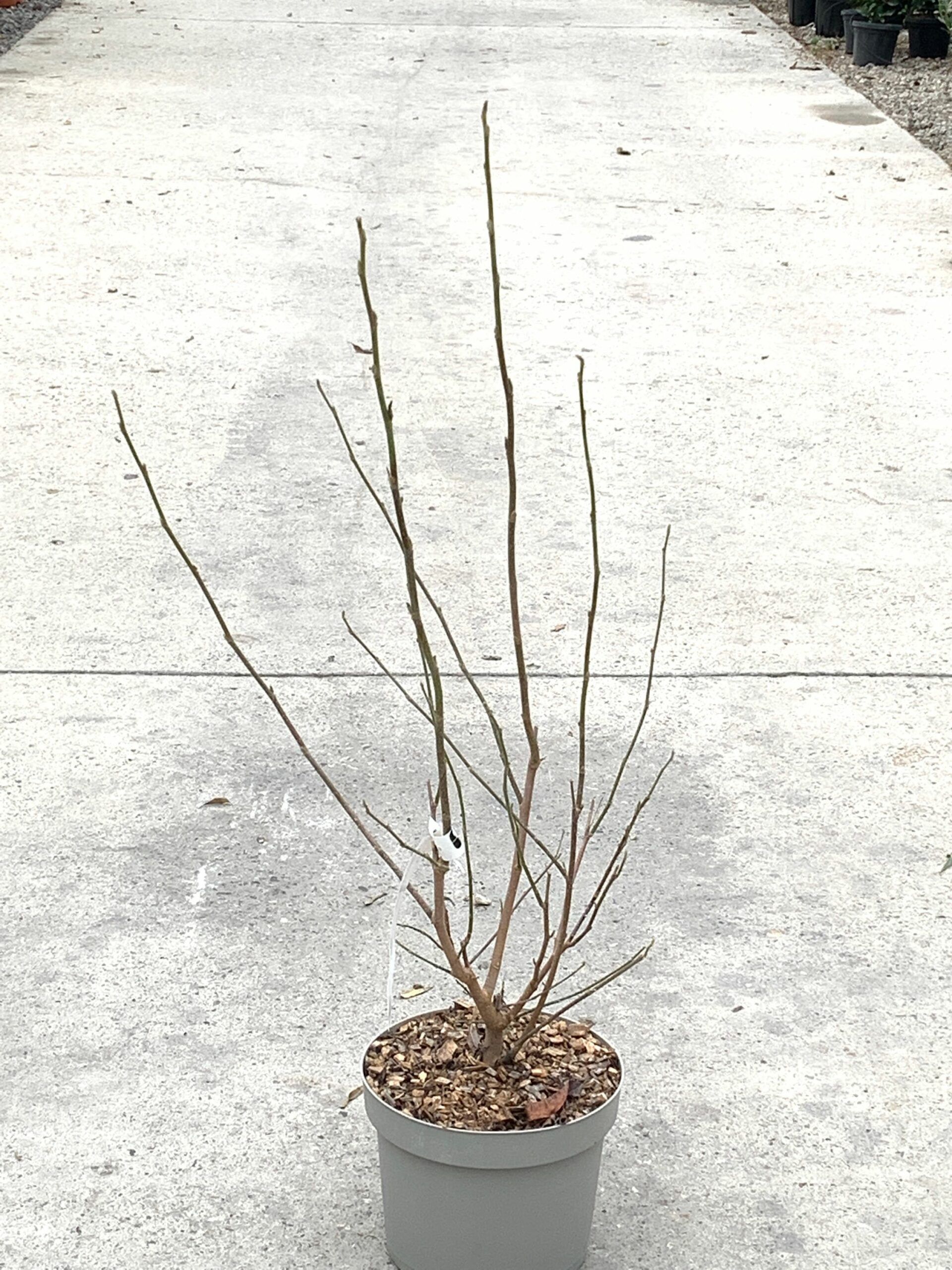 1640095440 scaled 3b1a2963