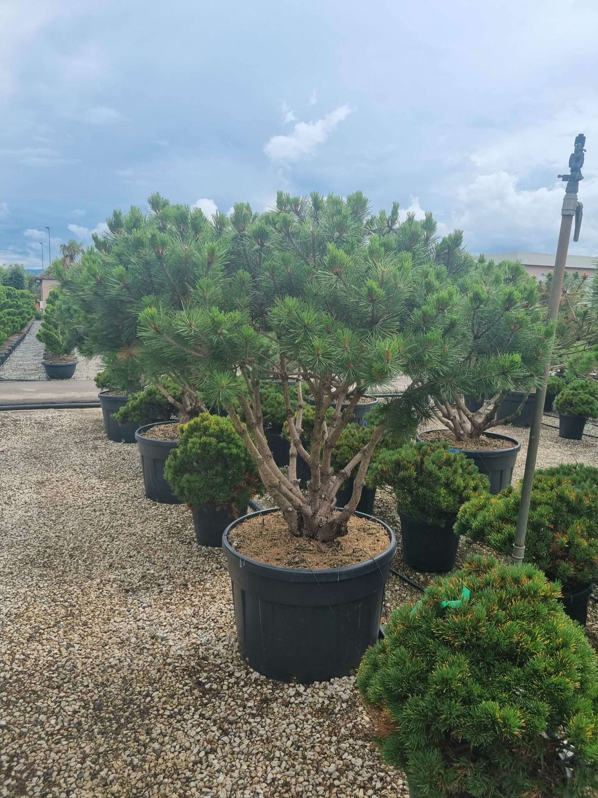 1685973294 1 scaled 3b4a025d