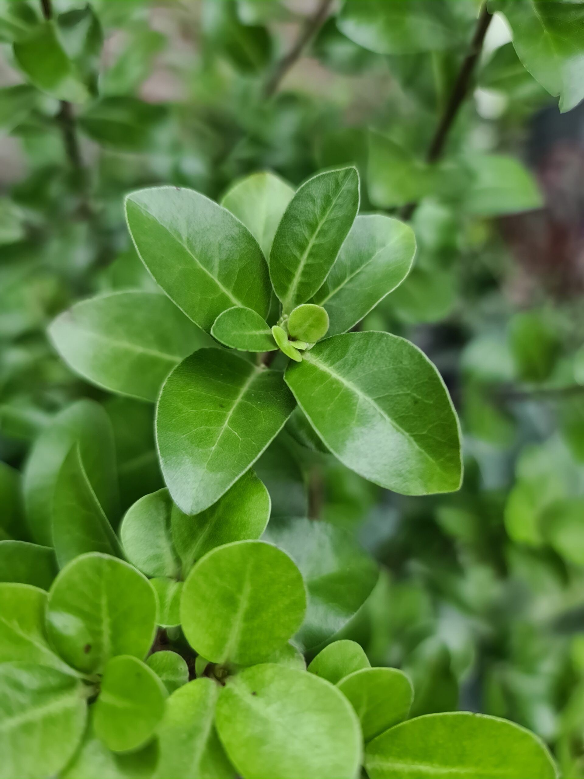 Pittosporum Irish Luck 7 scaled 3b658503