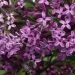 syringa dark purple 2 3be3e7ab