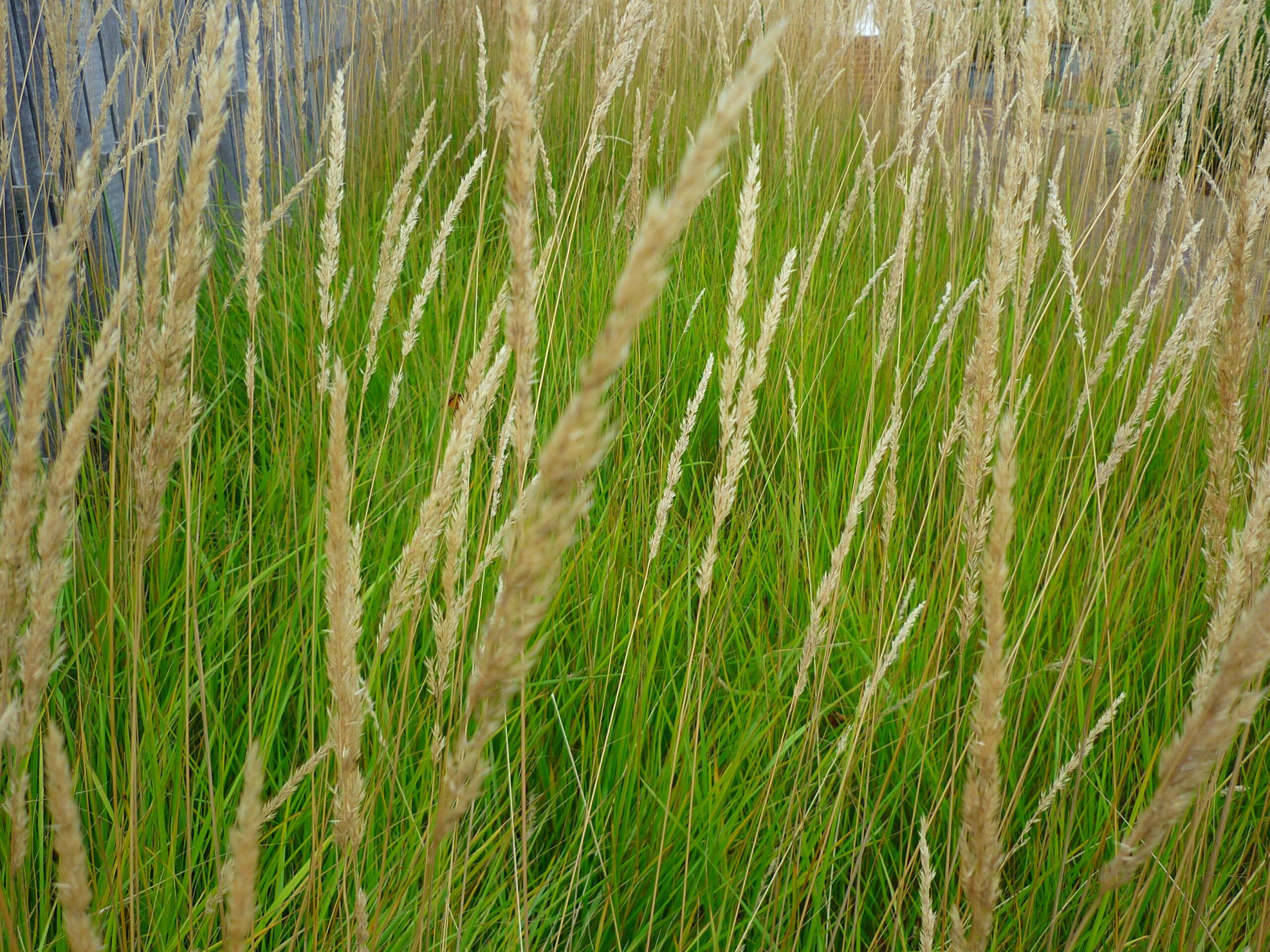 CALAMAGROSTIS x acutiflora 'Karl Foerster'