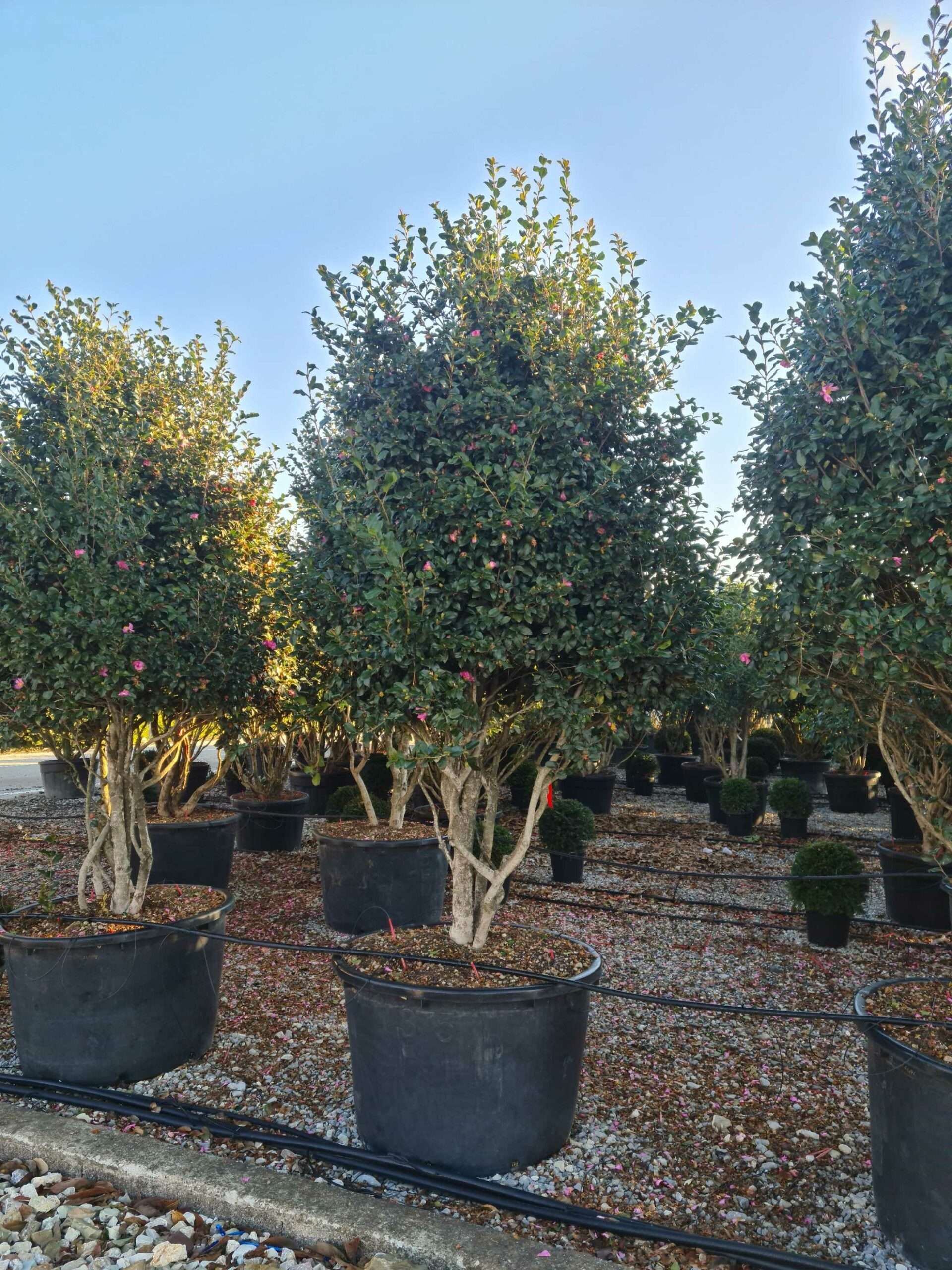 1639816004 scaled 3c7c5b38