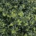 ilex crenata soft touch 1 3c8168e8