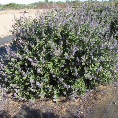 VITEX 'Chicagoland Blues' ®