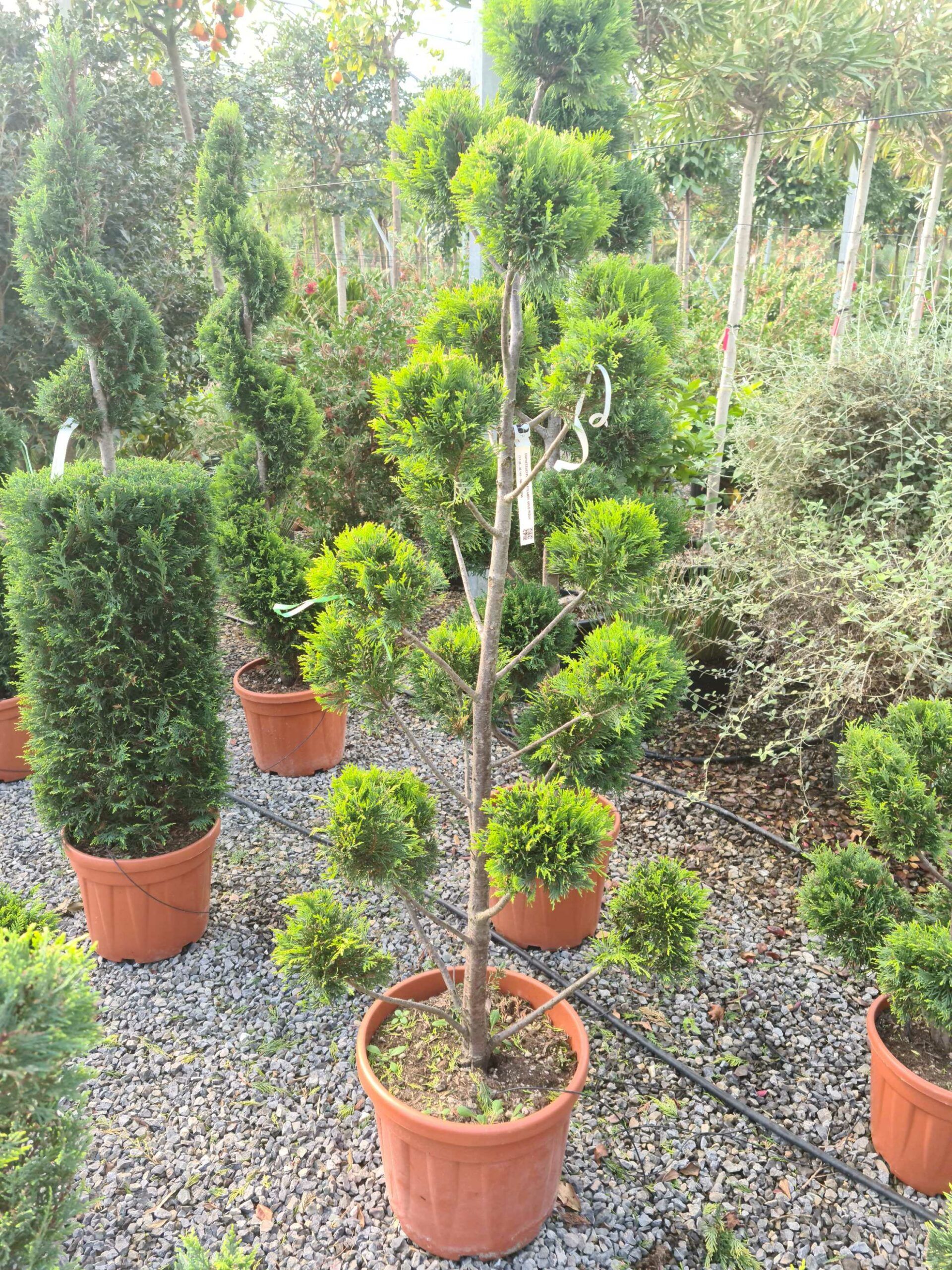 1639479183 scaled 3d91b326