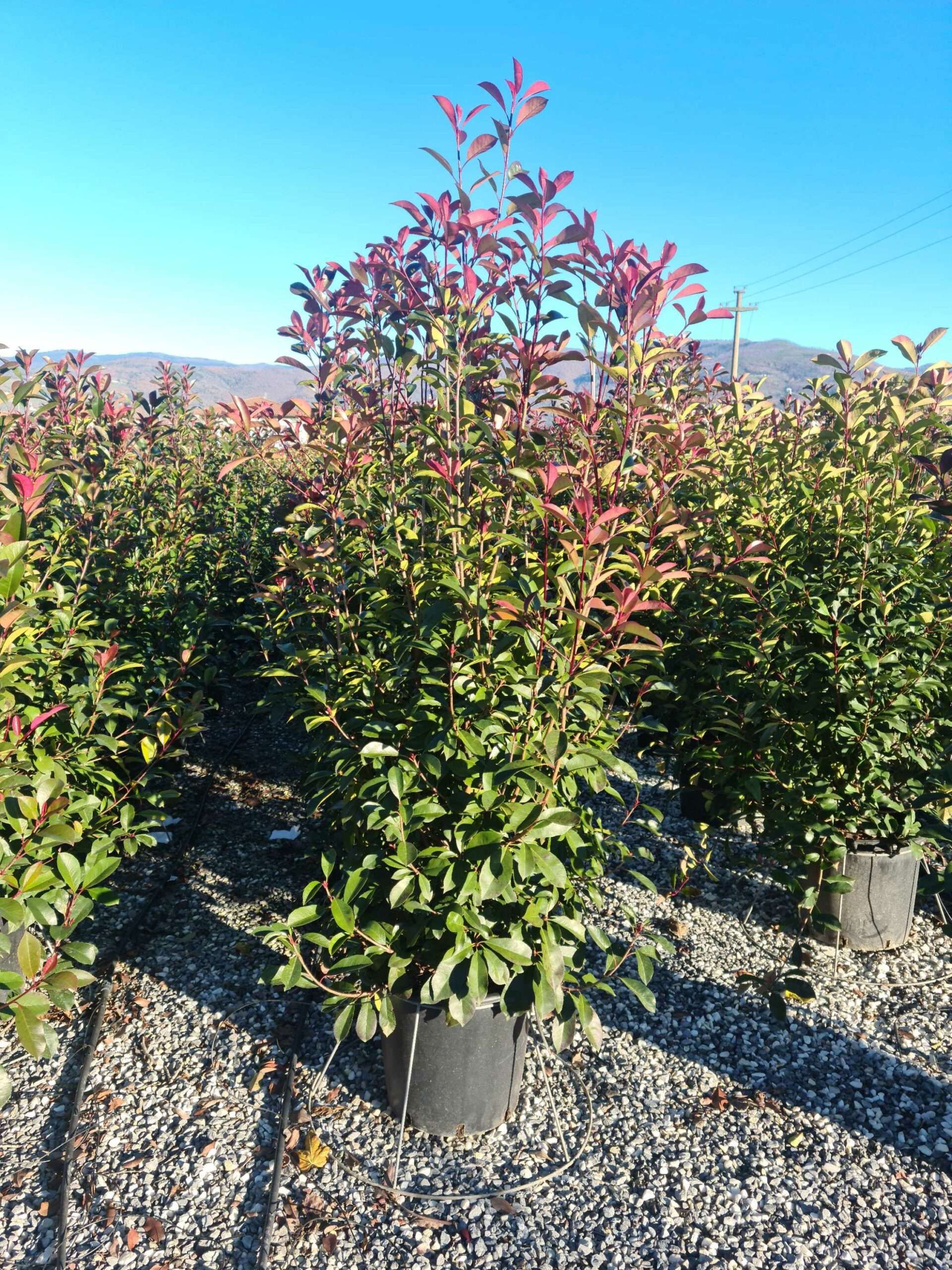 1639730258 scaled 3dc4b31d