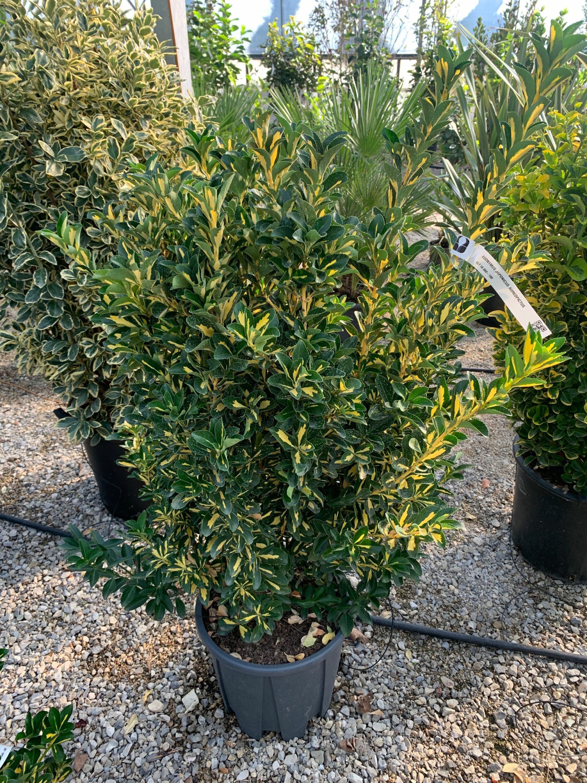 1634633141 scaled 3e724ba7