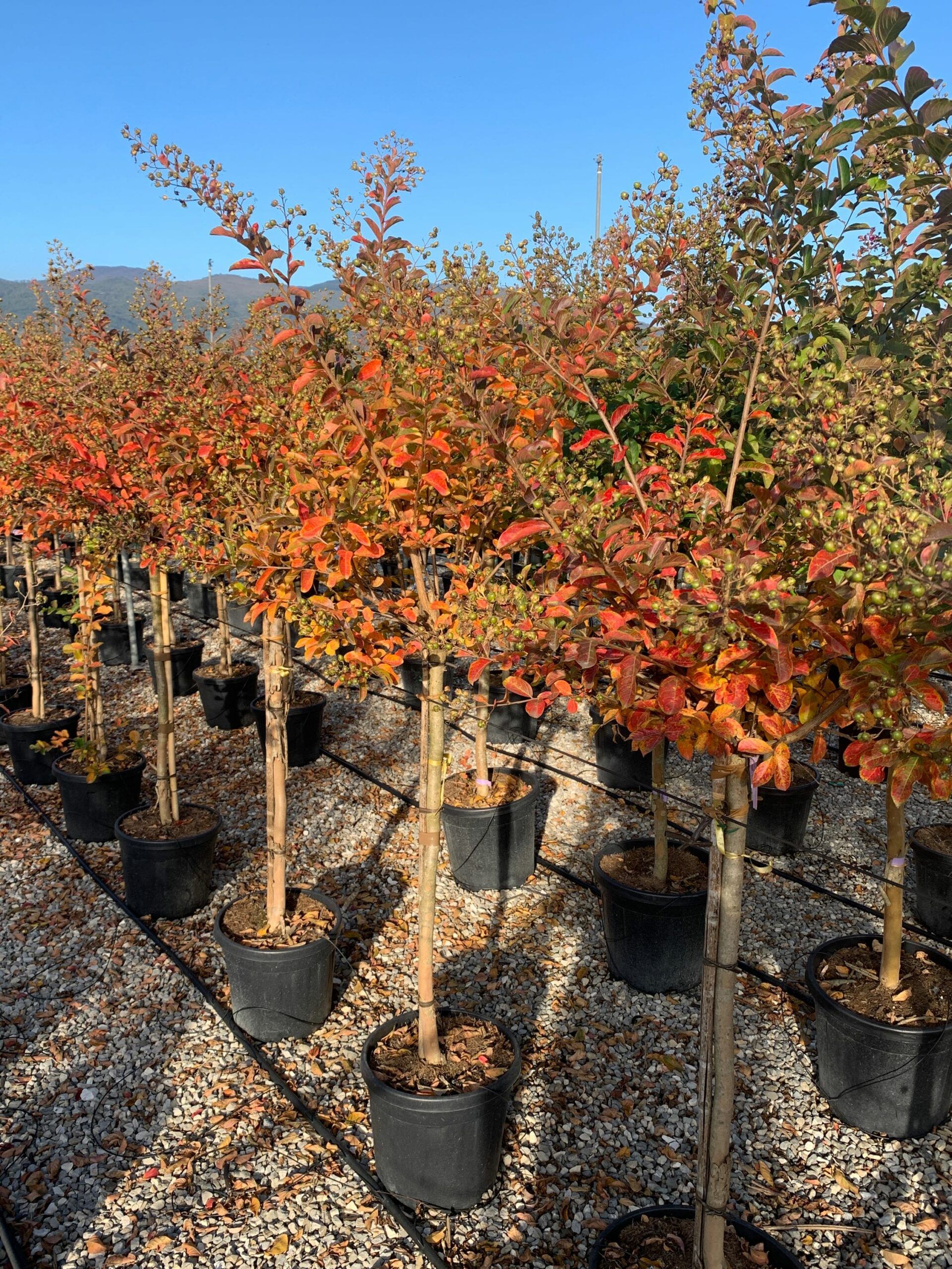 1635430258 scaled 3e075384