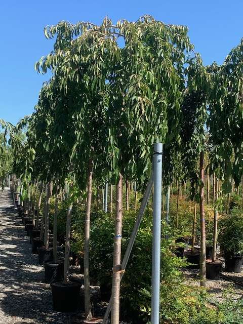 1637252615 5 Prunus subhirtella Pendula Conteneur Tige 12 14 65 00 3e267226