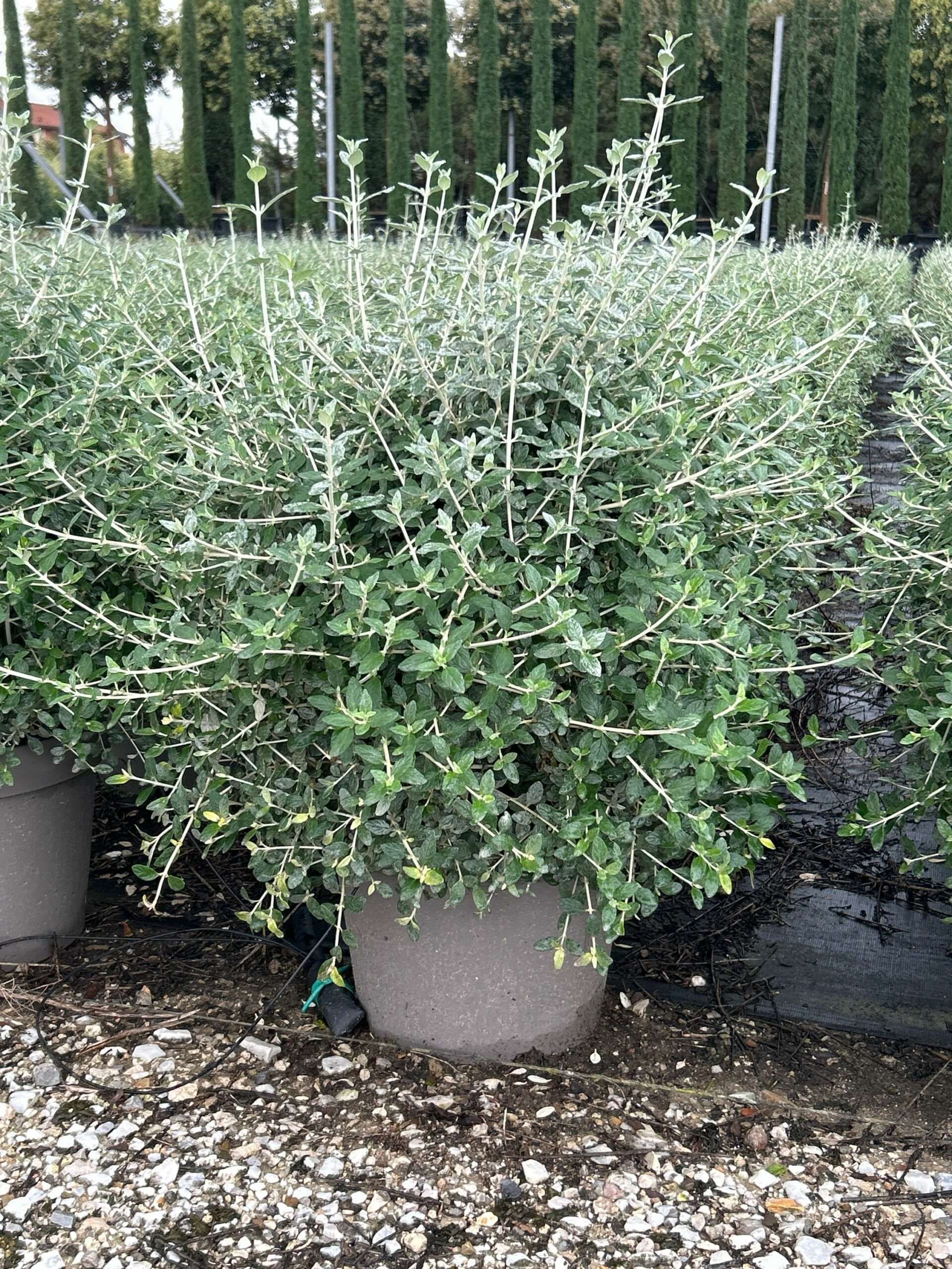 1698158219 scaled 3e653d3e