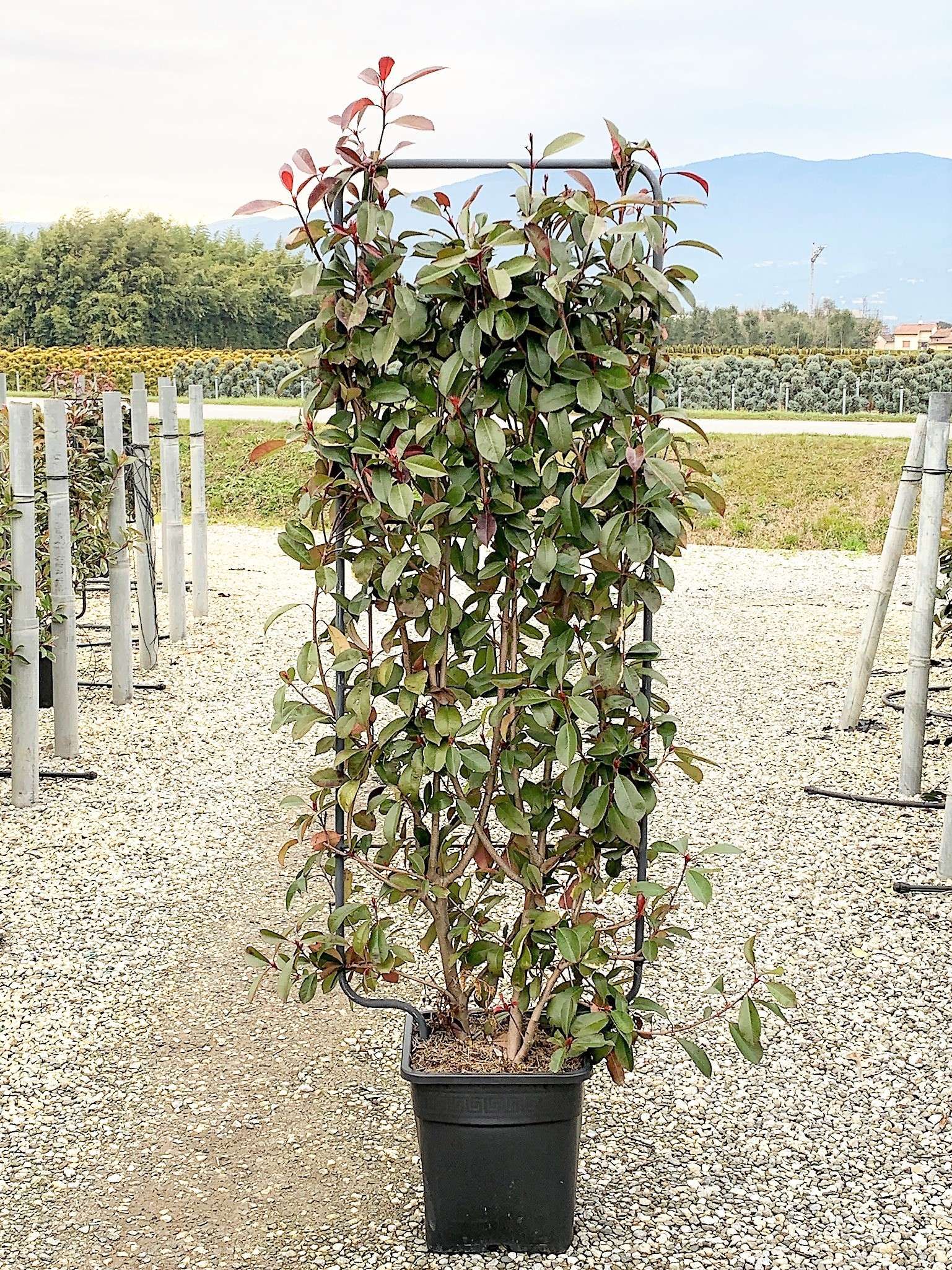 1614157867 15 Photinia x fraseri Red Robin Vqlt 25 150x055 Pleached 55 00 3f742740