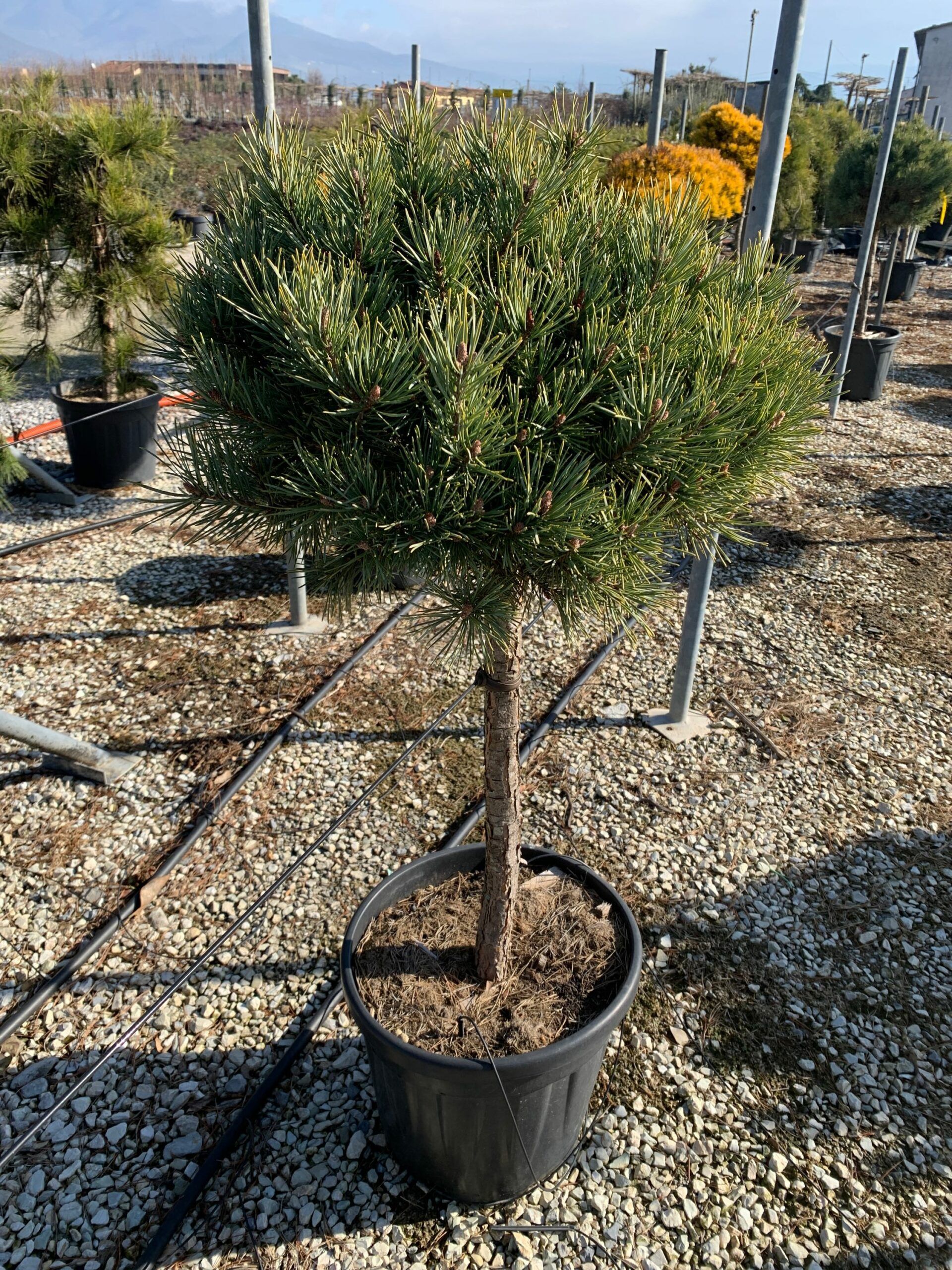 1644400971 scaled 3f52a474